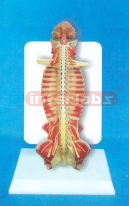 35CM TALL HUMAN SPINAL CORD MODEL IN SPINAL CANAL WITH DESCRIPTION PLATE